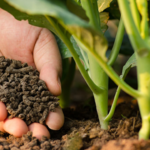 organic-fertilizers