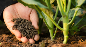 organic-fertilizers