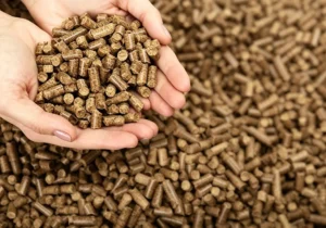 efb pellets on the hand
