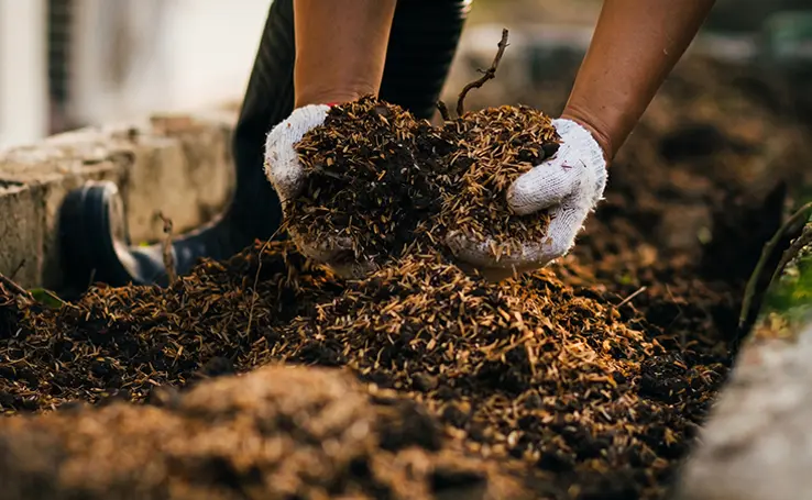 Cow manure raw material ready for cow dung pellet making machine processing